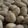 potatoes, potato, potatoe, agriculture