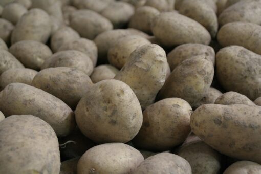 potatoes, potato, potatoe, agriculture